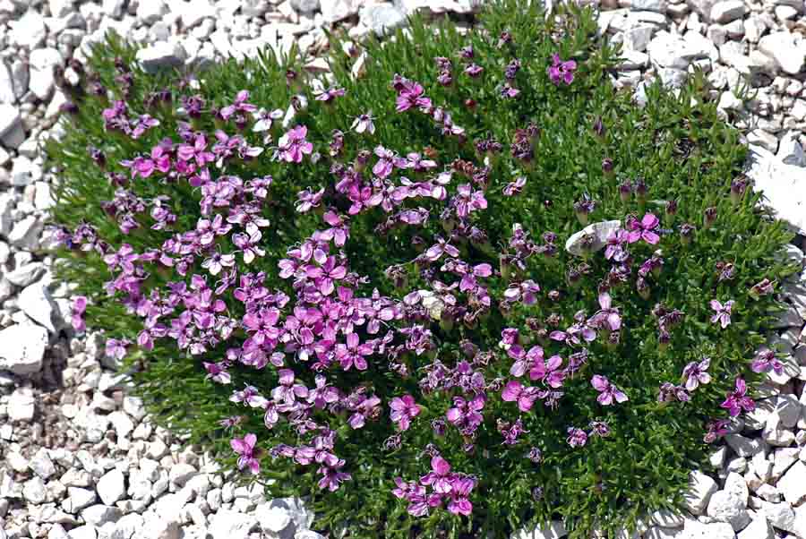 Silene acaulis / Silene a cuscinetto